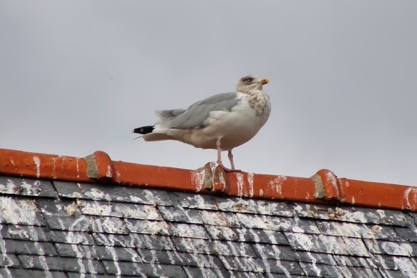 bird faeces diseases