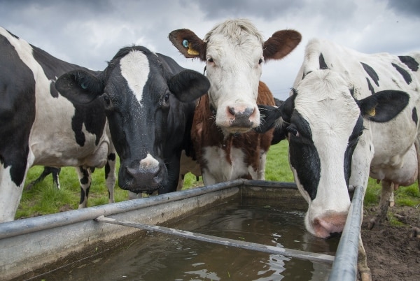 dairy farm water Fonterra
