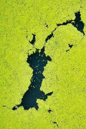 Algae-growth-water-tank