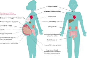 PFAS exposure health risks