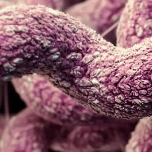 Campylobacter bacteria
