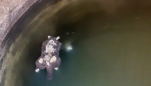 Giardia in drinking water risk NZ