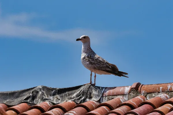 E Coli Bird Poo Roof Contamination