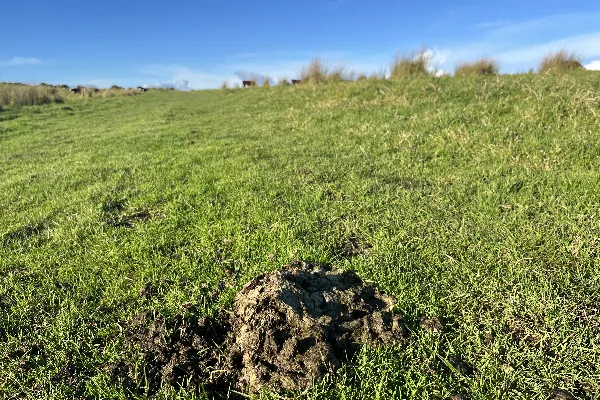 livestock E. coli Contamination