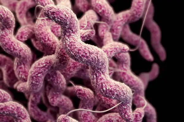 Campylobacter