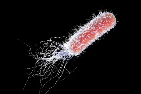 E. Coli