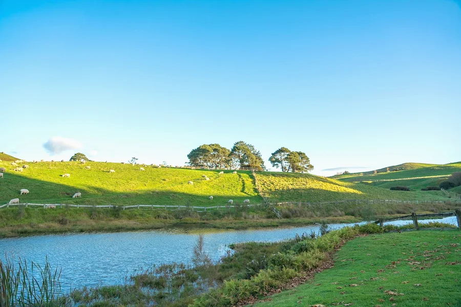 A farm dam below a green paddock with sheep grazing