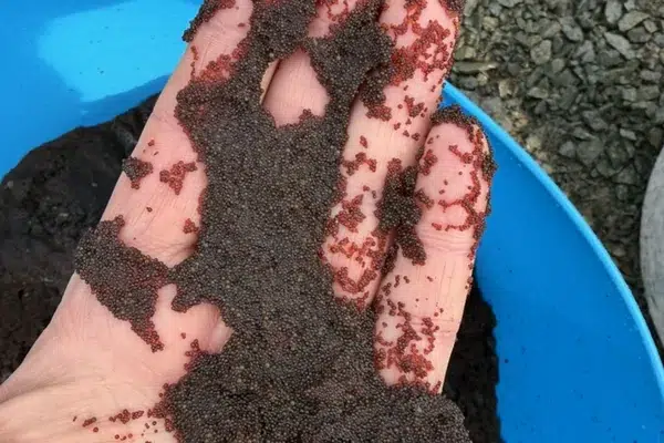 Water softener resin fouled with iron, held in a hand