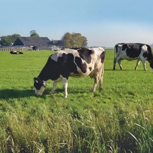 Dairy cows grazing on green farmland