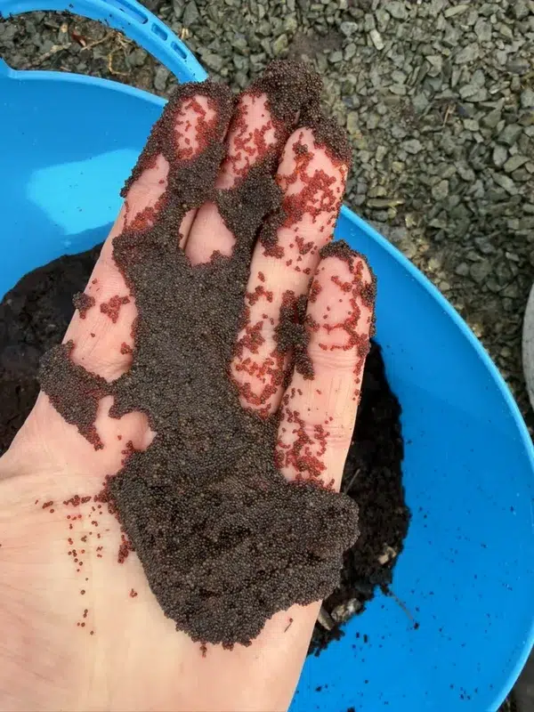 Handful of old softener resin beads fouled brown with iron, taken out during a resin change