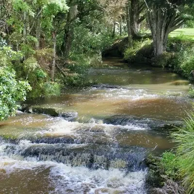 A tea-coloured stream running over rocks beside native bush