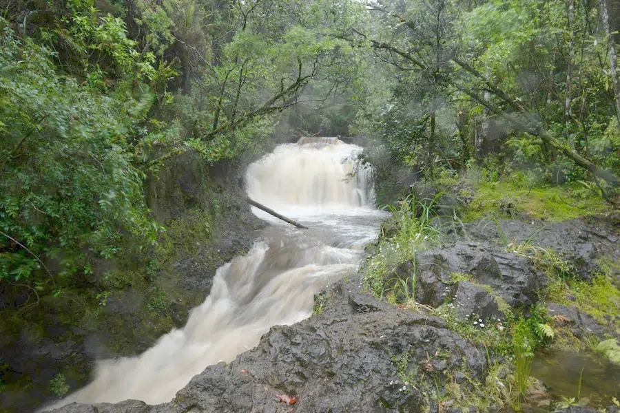 A tea-coloured stream running fast over rocks through native bush