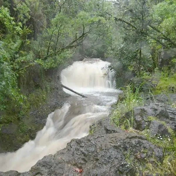Tea-coloured stream water tumbling over rocks in native bush